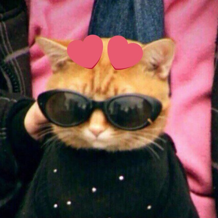 Мемный кот в очках