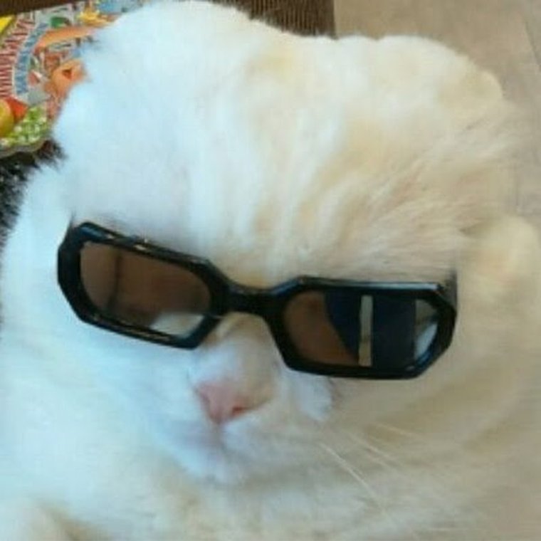 Крутые котики в очках