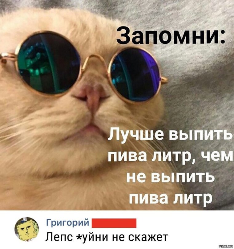 Коты в очках мемы