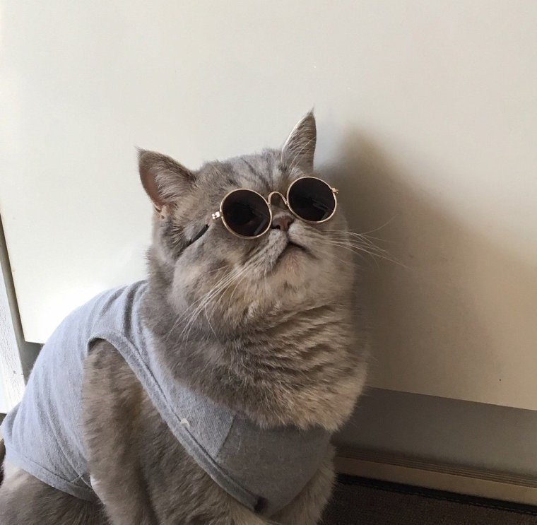 Коты сохраненки