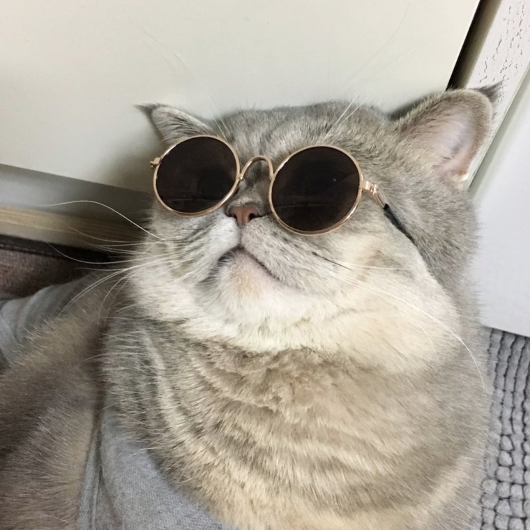Кот в очках
