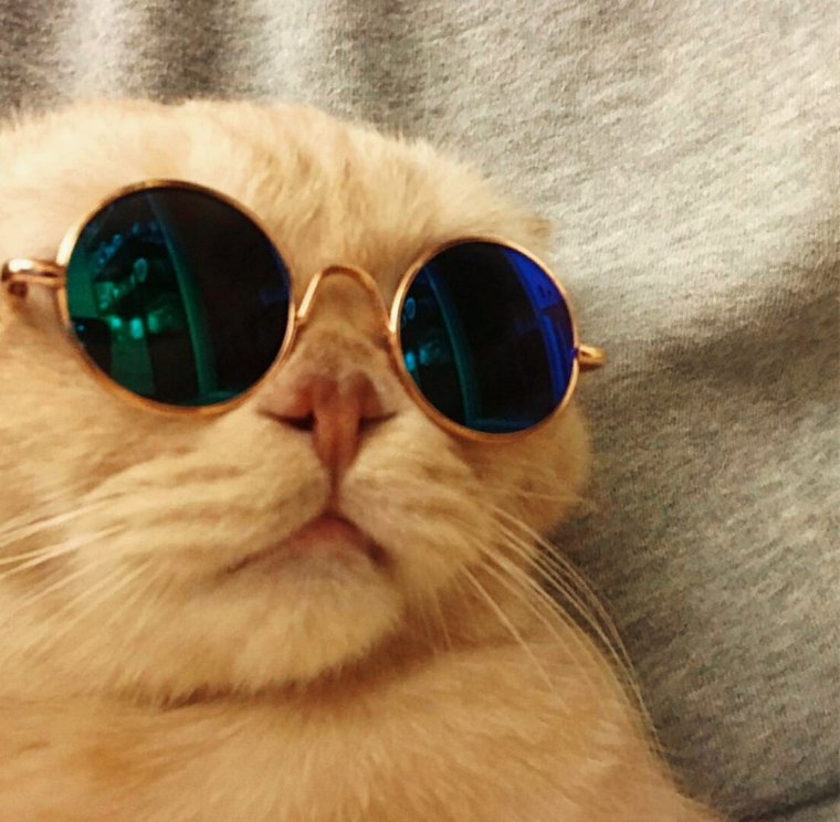 Кот в круглых очках