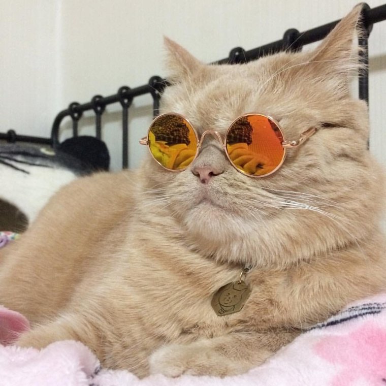 Котик в солнечных очках