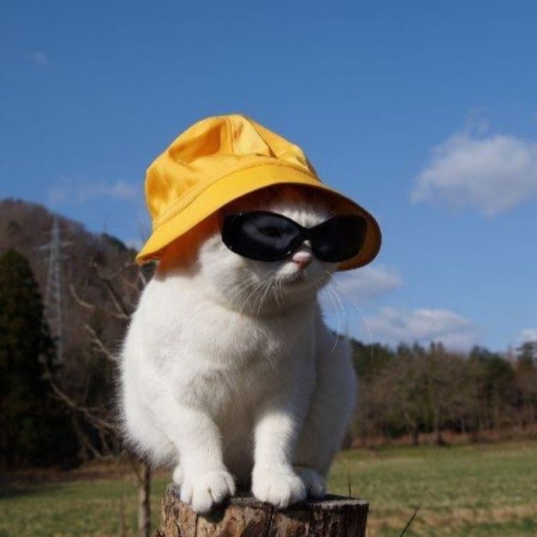 Кот в розовых очках