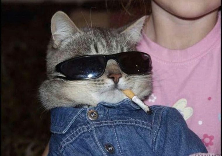 Кот в очках Мем