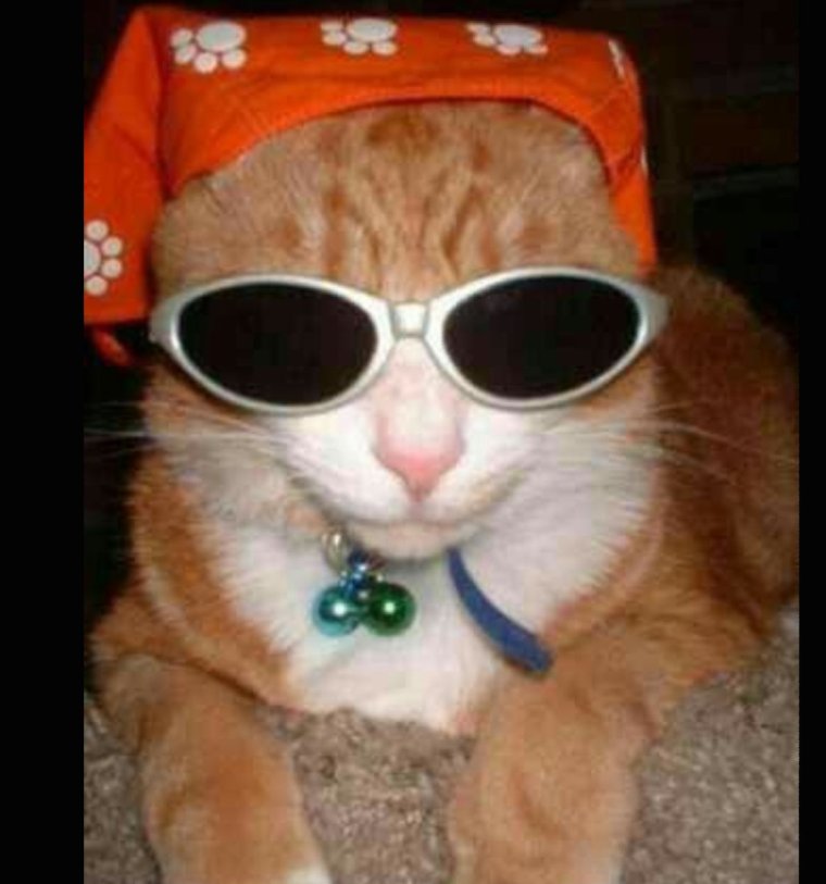 Рыжий кот в темных очках