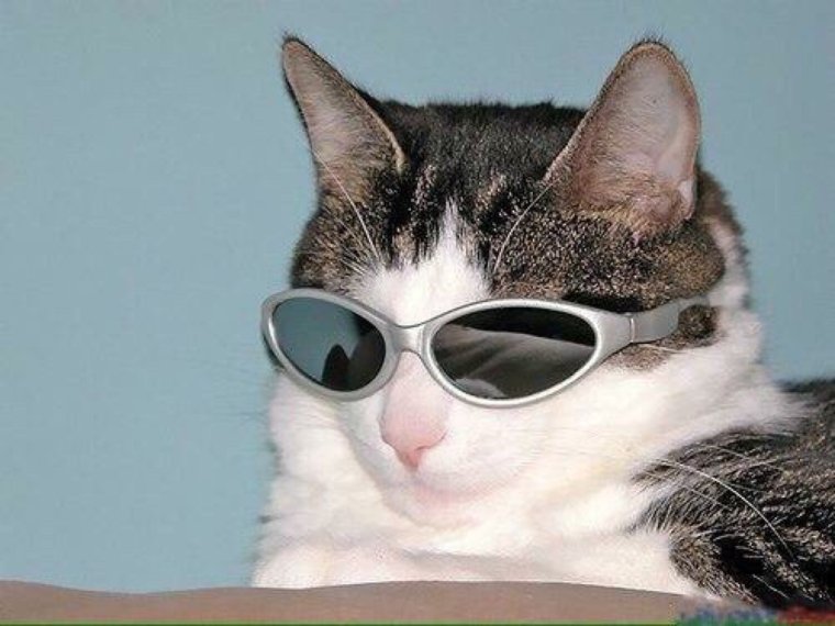 Кот в очках