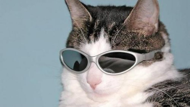 Сохры кот в очках