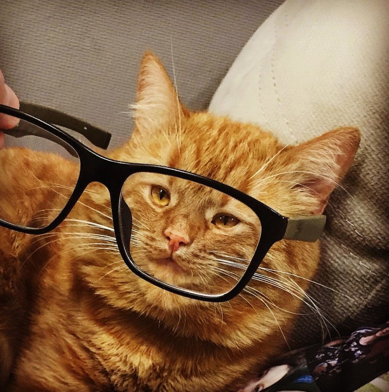Коты в очках мемы