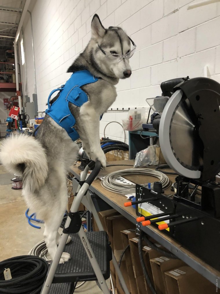 Собака сварщик