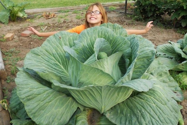 Страшная капуста