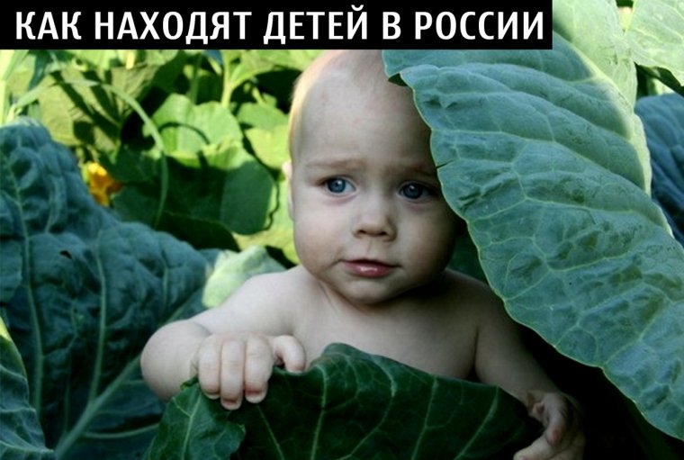 Дети рождаются в капусте