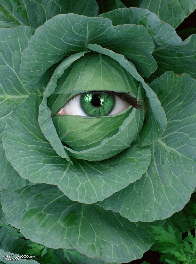 Капуста с лицом