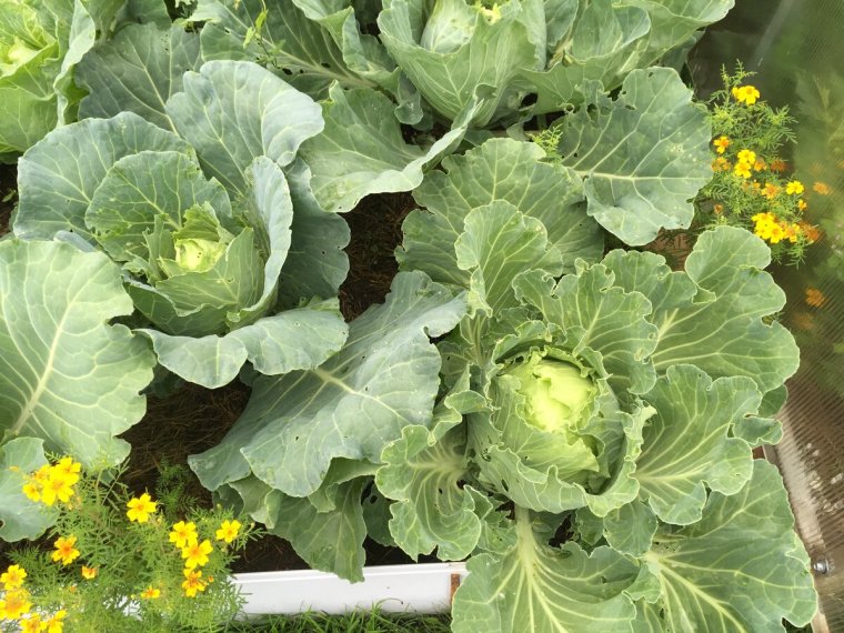 Капуста веселая компания