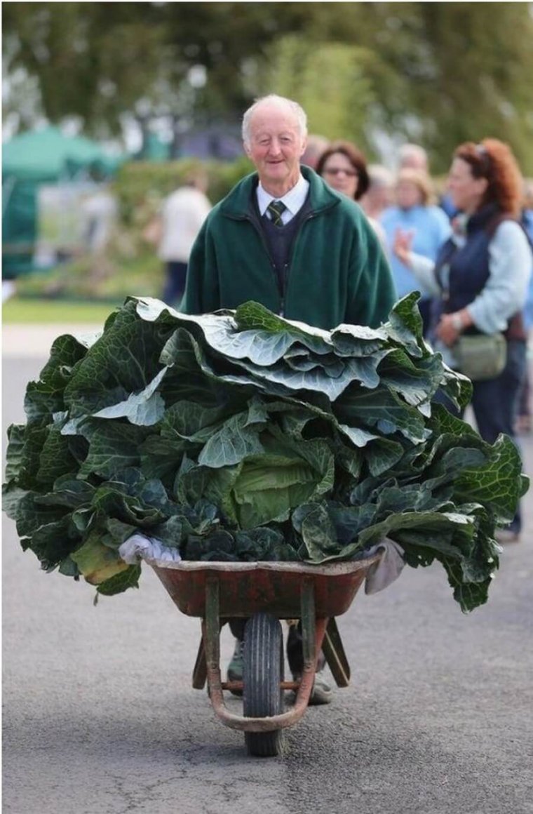 Смешная капуста