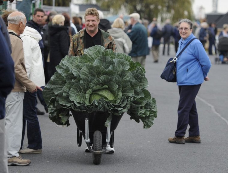 Огромные овощи