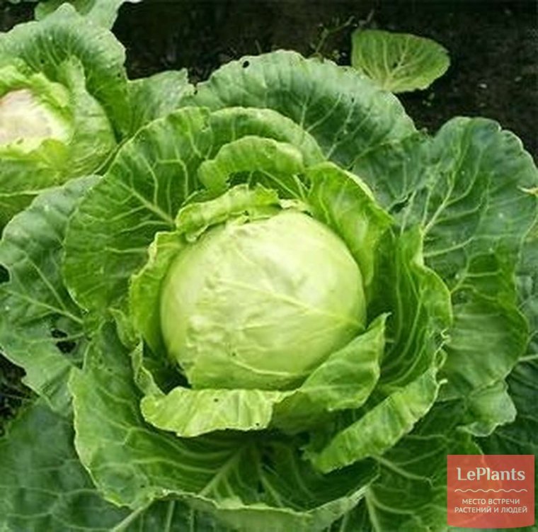 Семена капуста золотой гектар