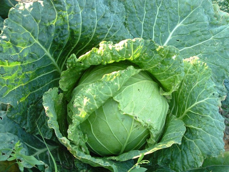Веселый кочан капусты