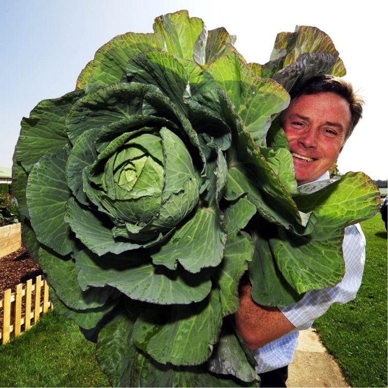 Гавриш капуста три богатыря