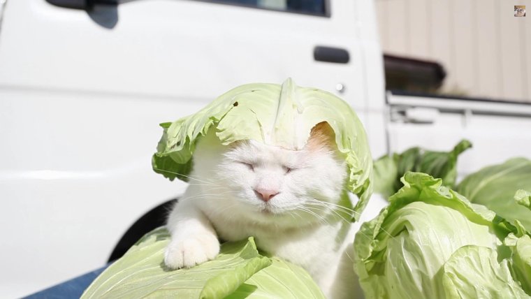 Кот с капустой на голове