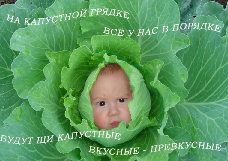 День капусты