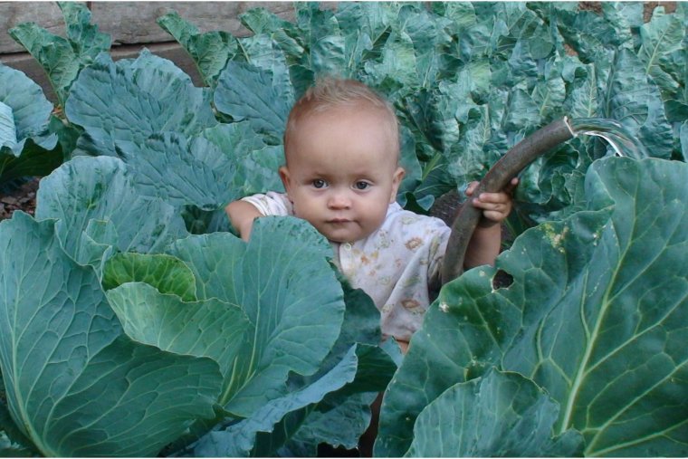 Ребенок в капусте