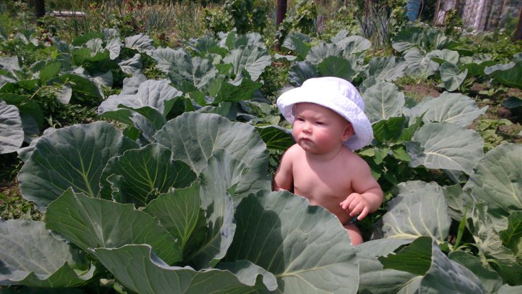 Мальчик в капусте