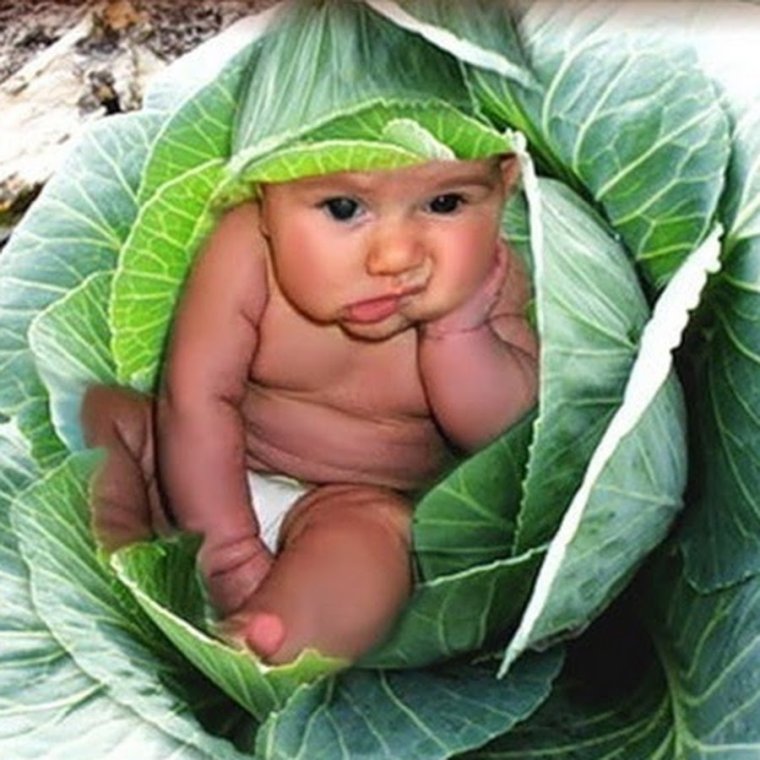 Открытка нашли в капусте