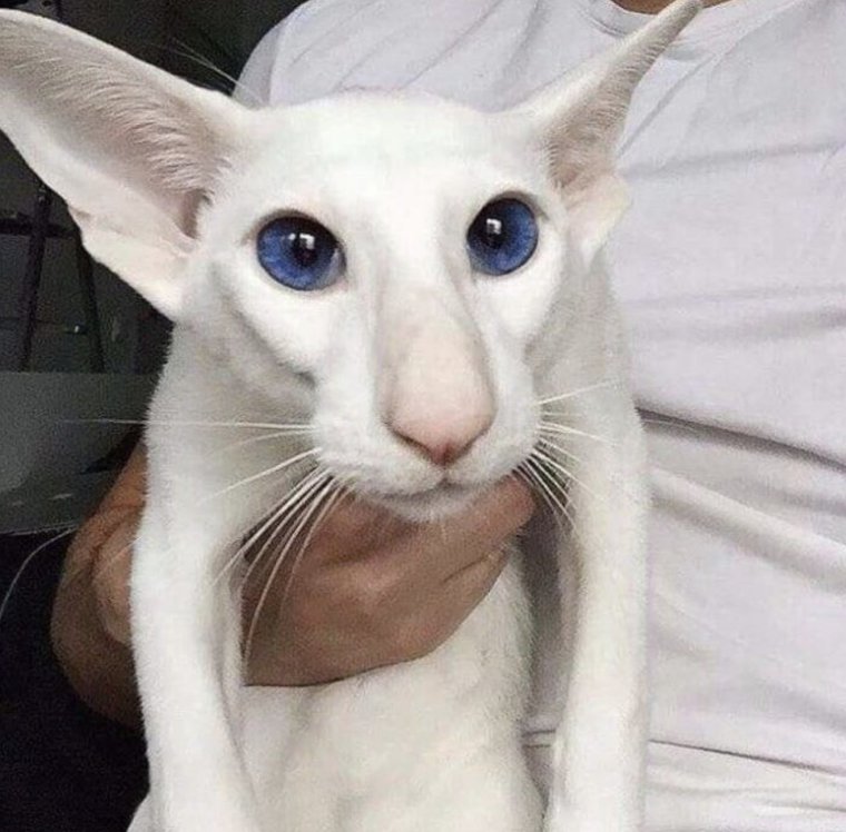 Ориентальная кошка грузин