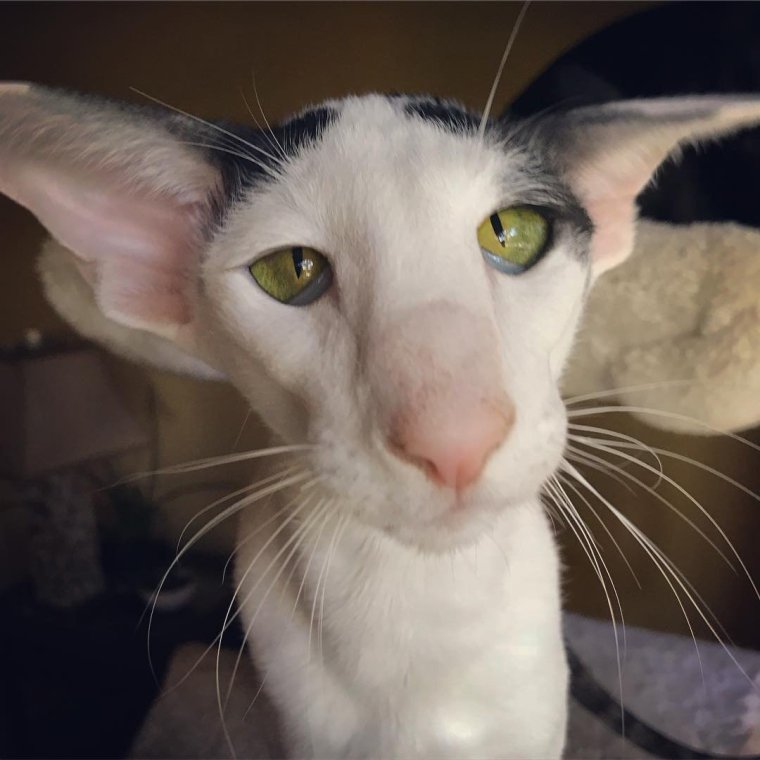 Грузинские коты ориенталы