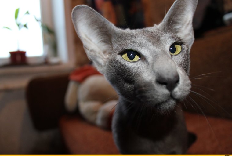 Ориентальная кошка ВАЛАКАС