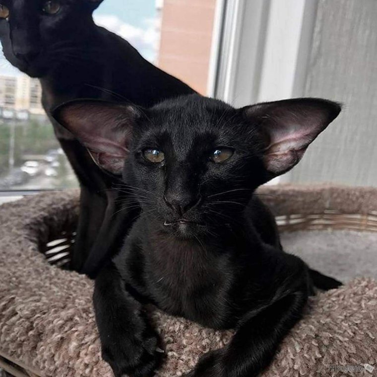 Кот Ориентал