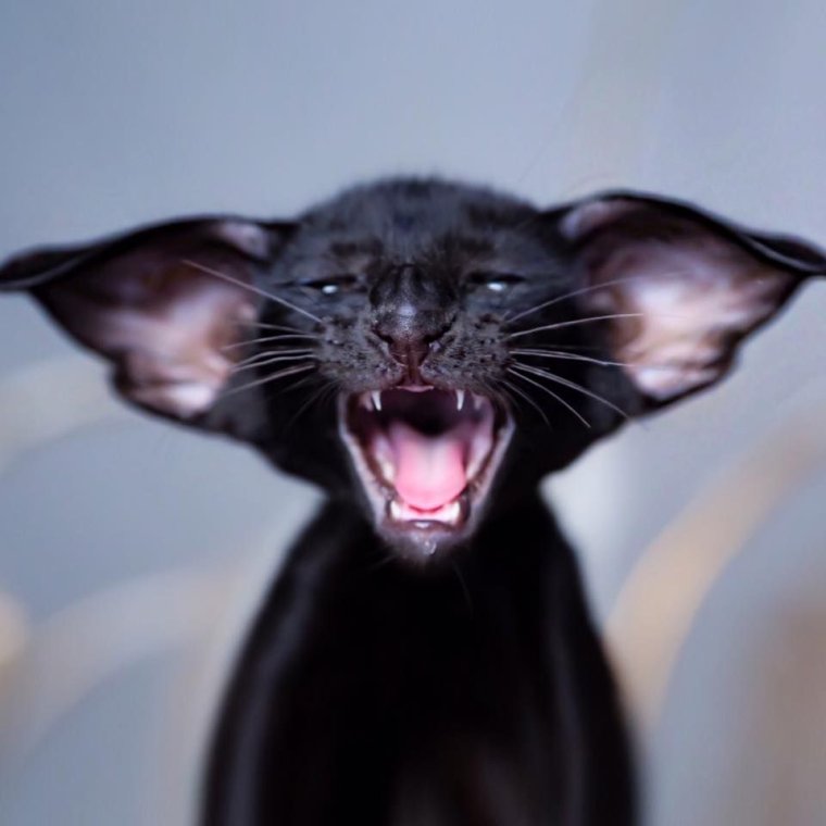 Кот Ориентал вампир