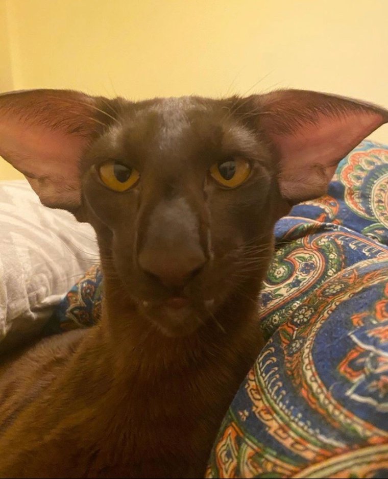 Ориентальный кот грузин