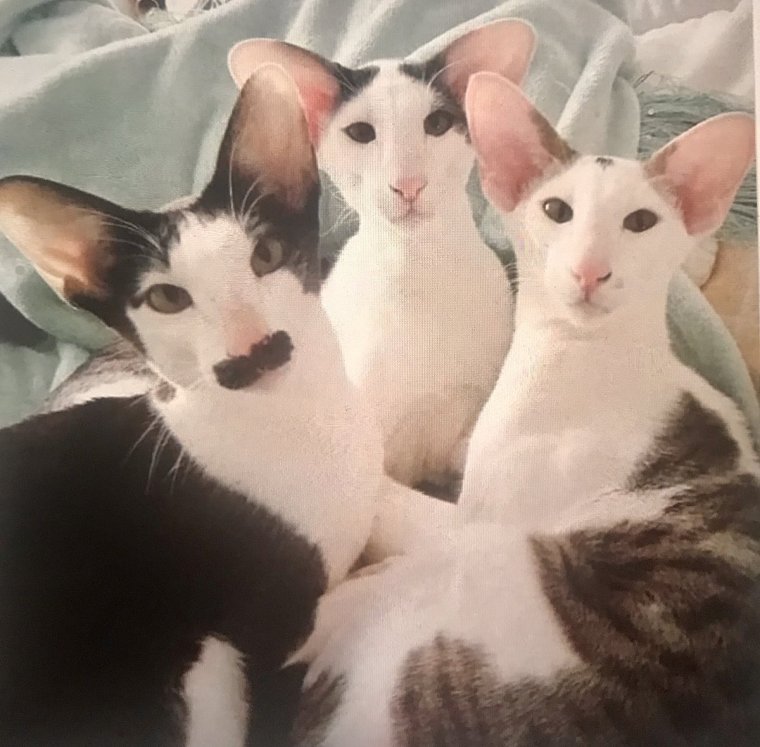 Коты ориенталы грузины