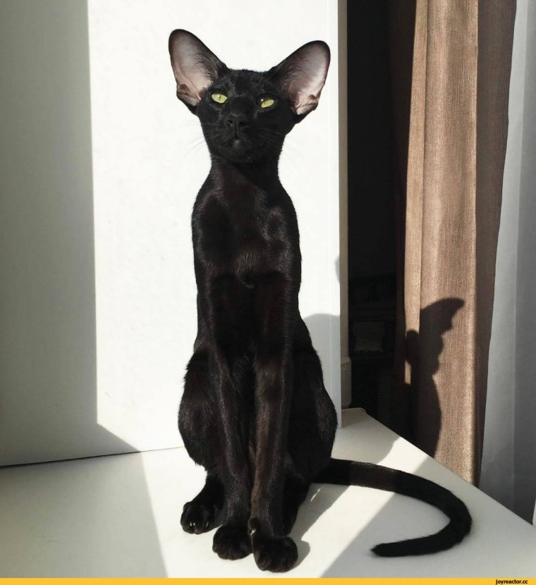 Ориентал Дракула кот