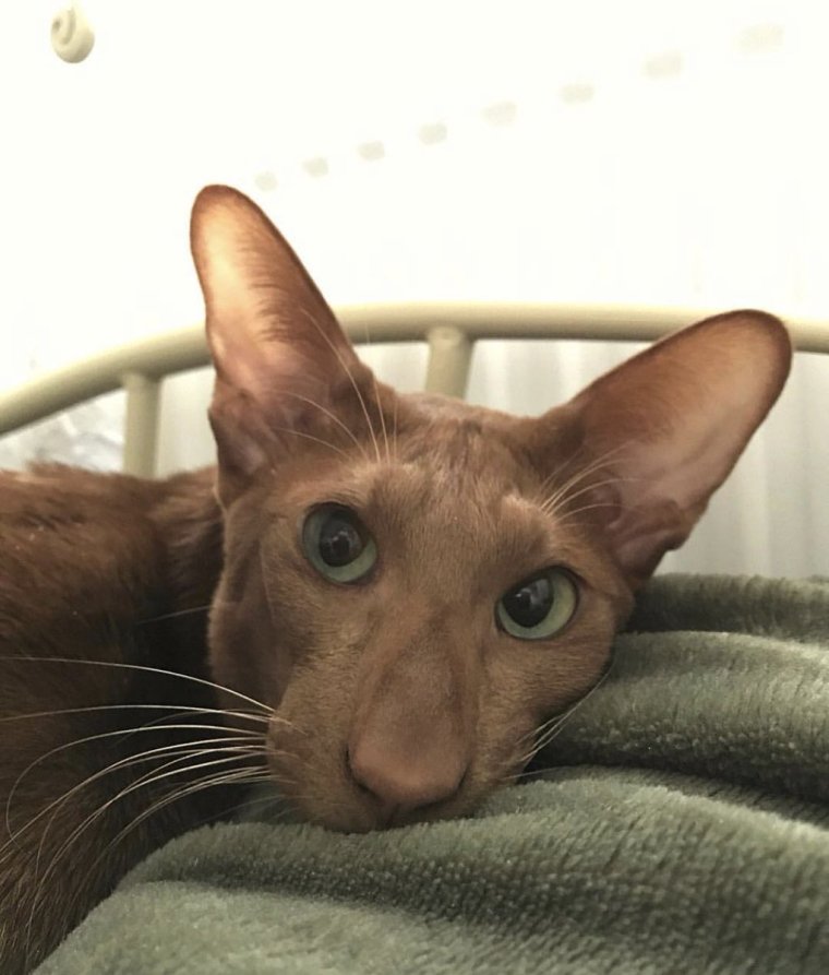 Коты ориенталы грузины