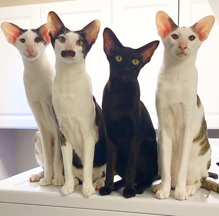 Ориентальная кошка доби