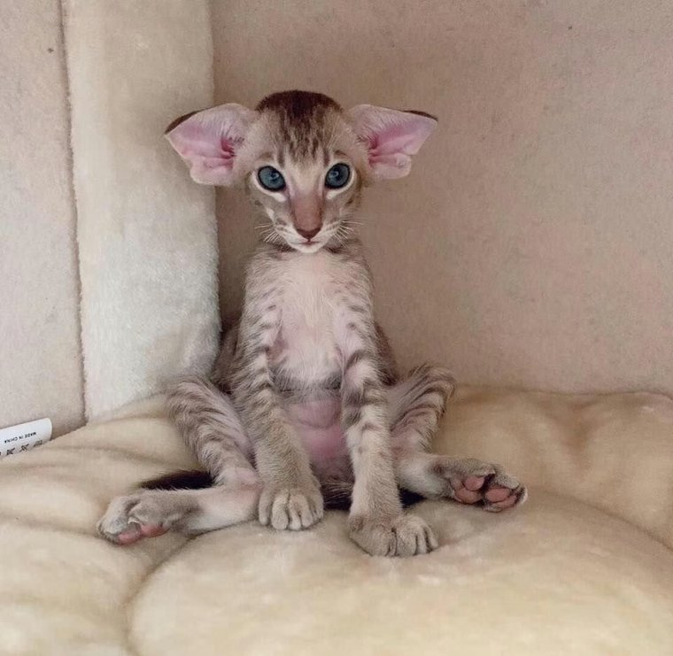 Ориентальные коты смешные