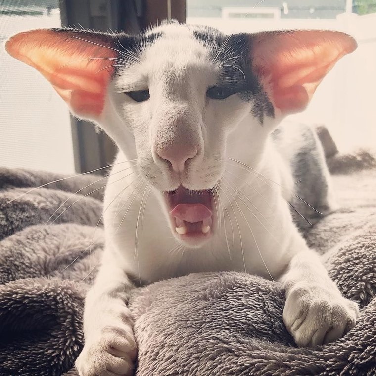 Грузинский Ориентал