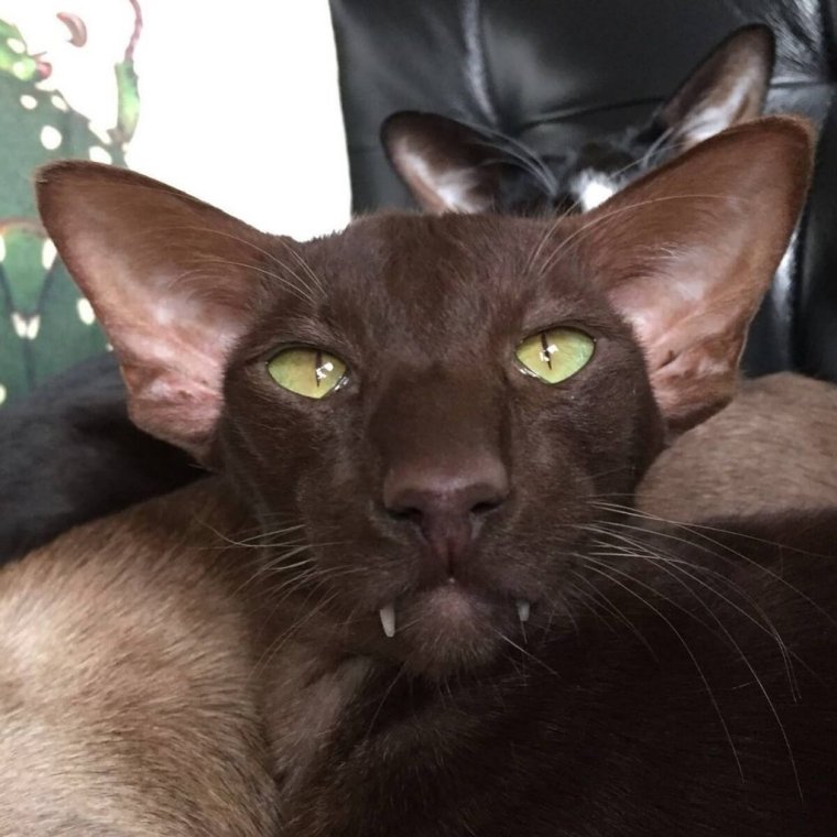 Коты ориенталы грузины