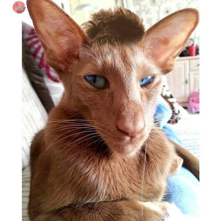 Кот грузин порода Ориентал