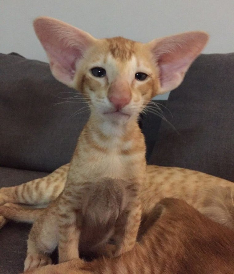 Кошка Ориентал