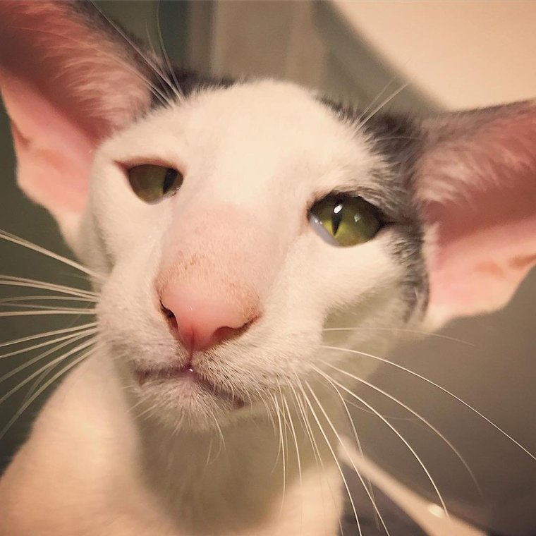 Ориентальная Грузинская кошка