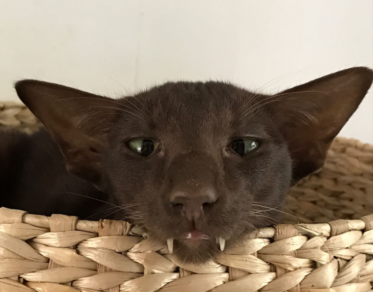 Ориентальный кот зубы