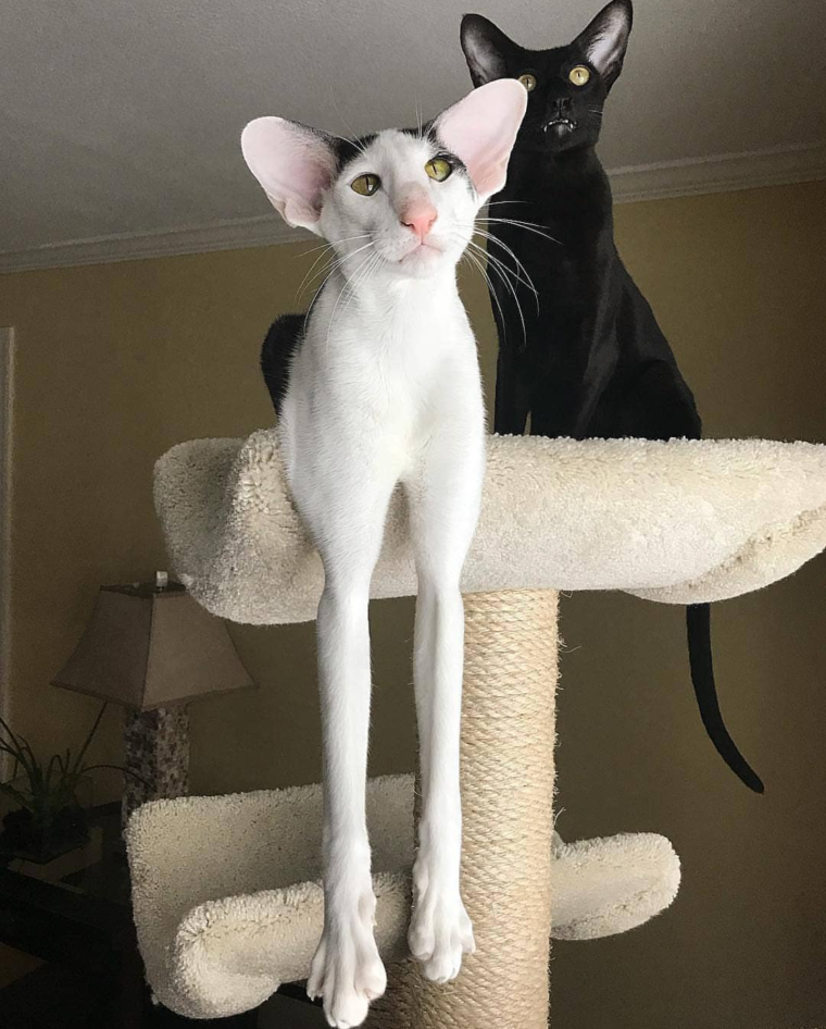 Кот грузин порода Ориентал