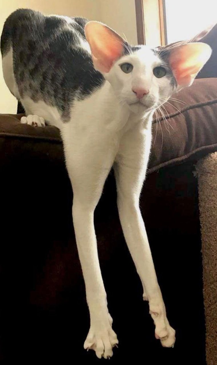 Коты ориенталы грузины