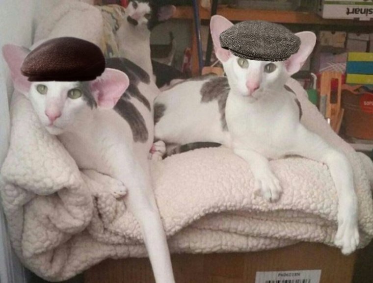 Коты ориенталы Гамарджоба