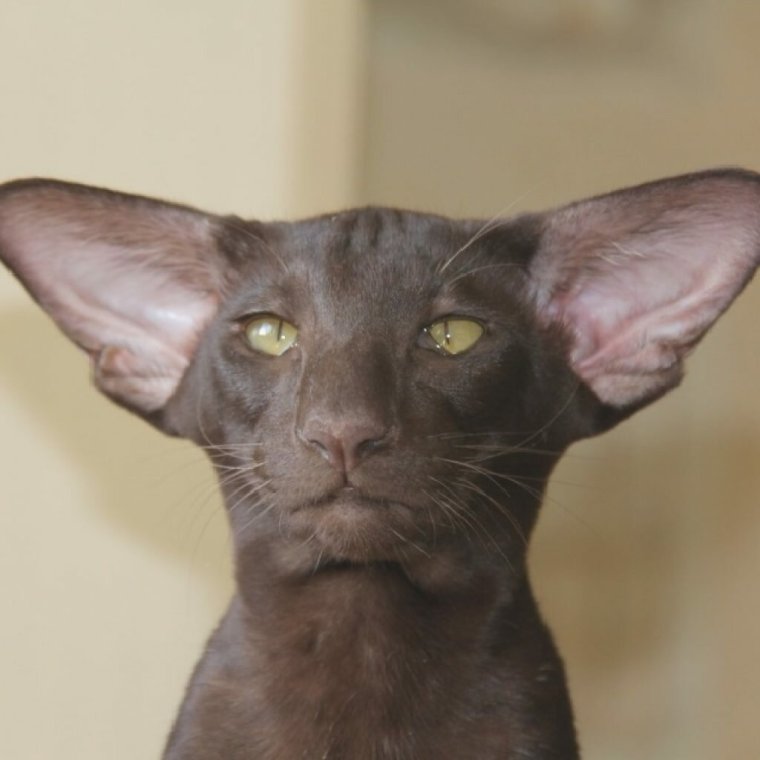 Ориентальный кот грузин