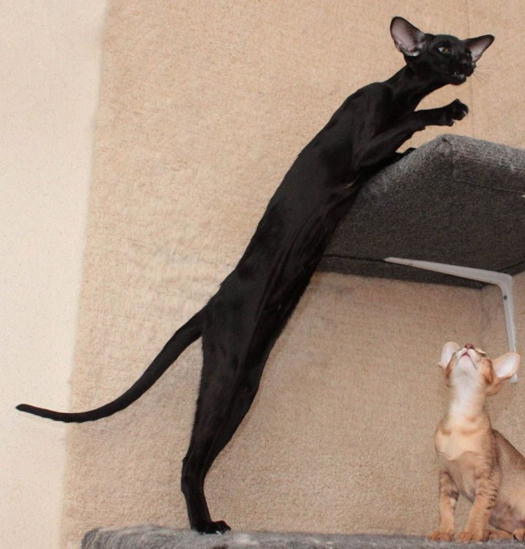 Ориентал эбони экстрим